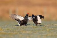 Black Grouse 3